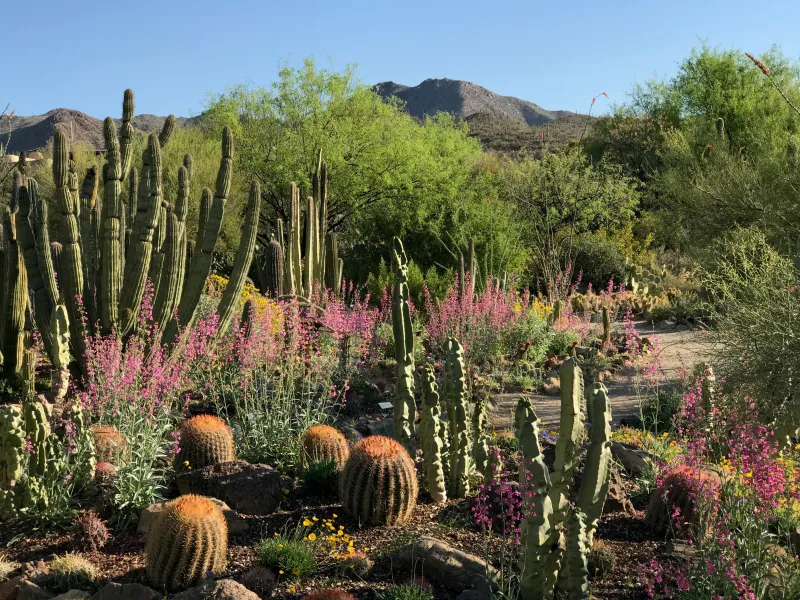 Ancient Roots, Modern Remedies: The Valley Healers Bringing Desert Plant Wisdom Back to Life