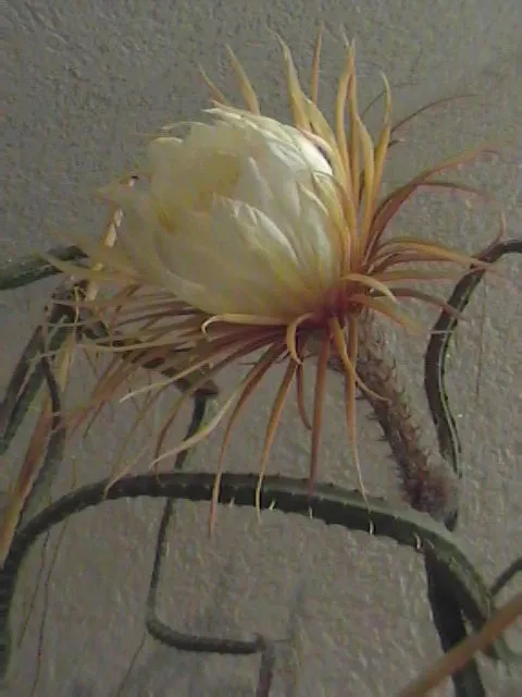 After Dark in the Garden: Meet the Phoenix Plant Lovers Who Only Come Alive at Night
