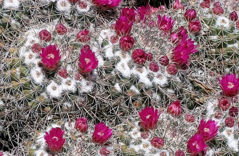 Dirt Under Their Nails: The Valley Neighbors Quietly Rewilding Phoenix One Seed at a Time